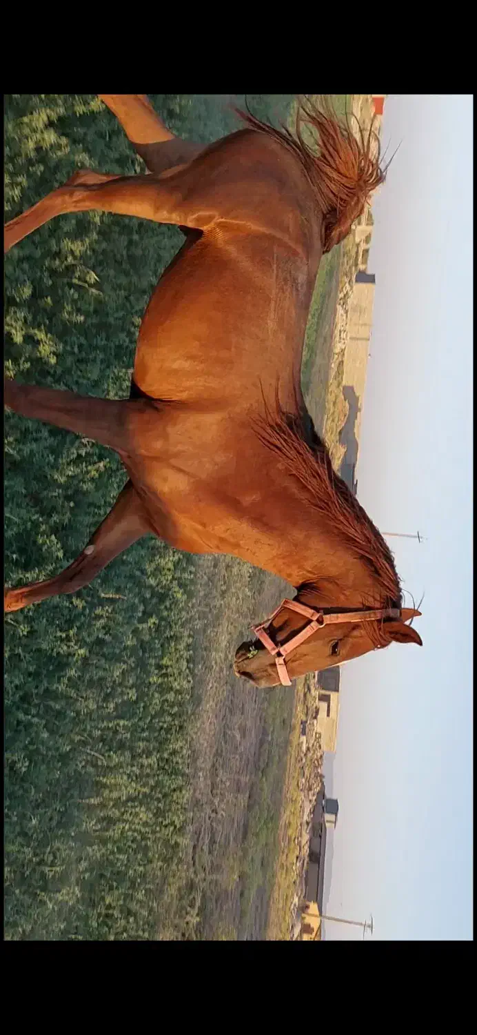 مادیون دیدنی|اسب و تجهیزات اسب‌سواری|مرودشت, ژیان|دیوار