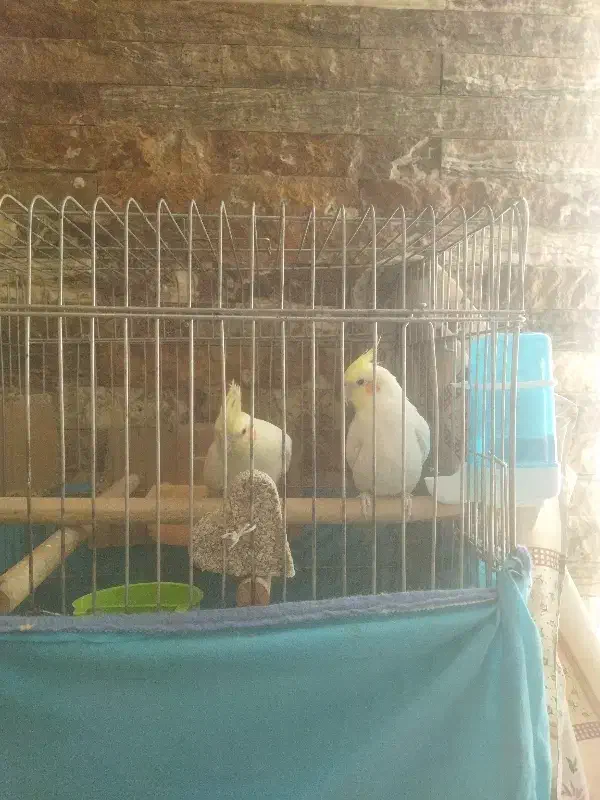 فروشی|پرنده|فردیس, ثابتی|دیوار