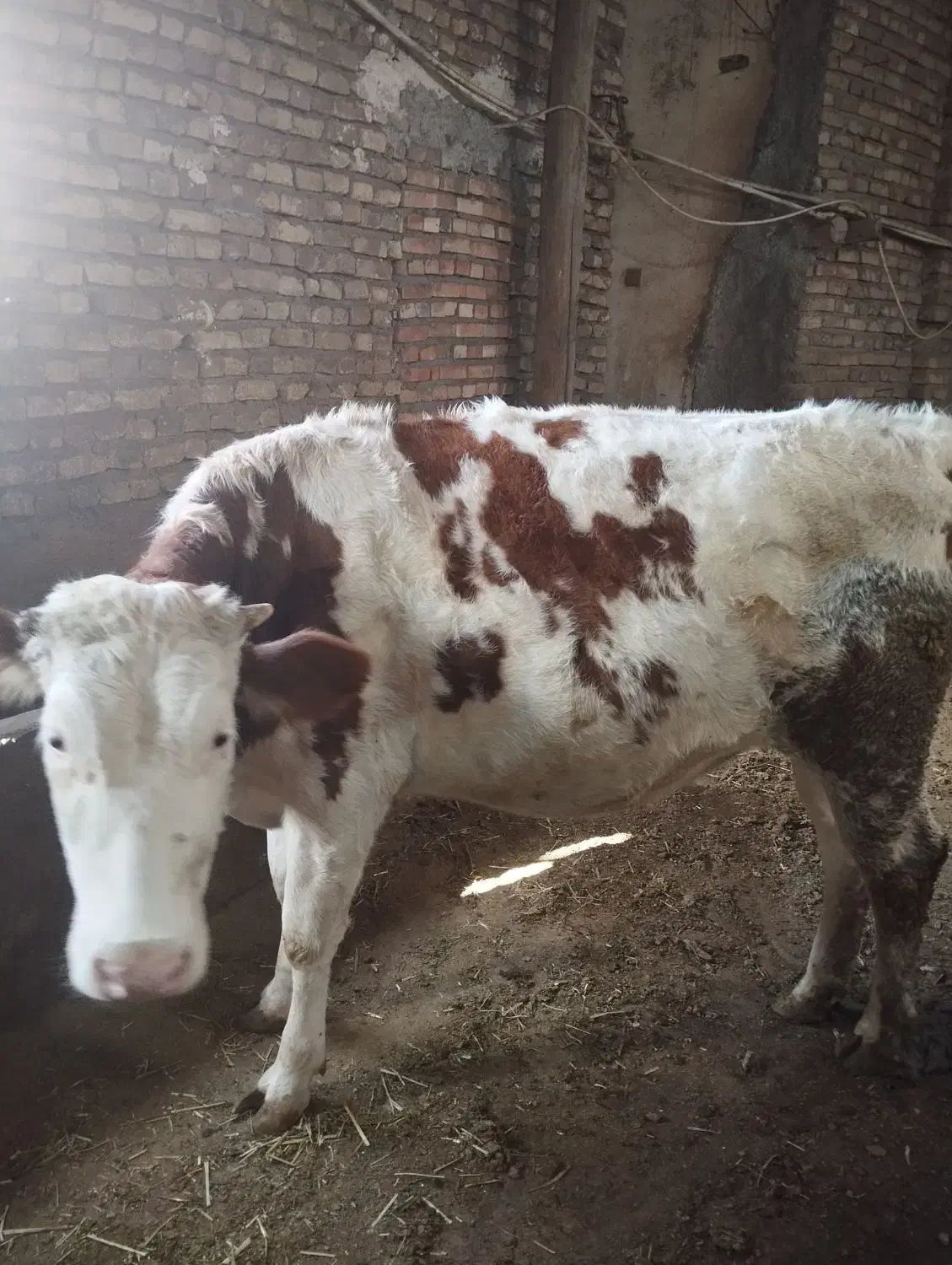 گوساله سمینتال ماده|حیوانات مزرعه|مهربان, |دیوار