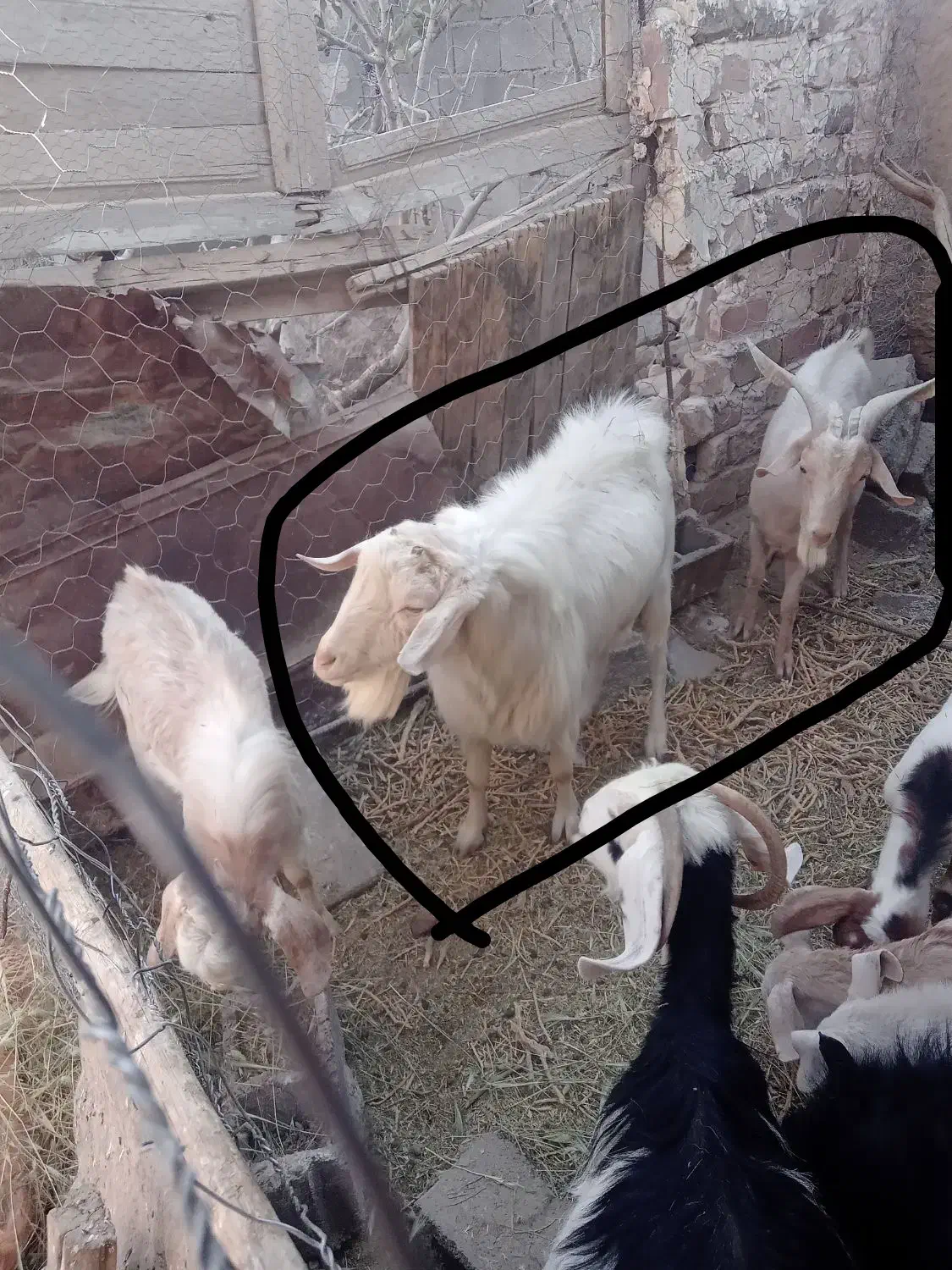 بز ونر بز|حیوانات مزرعه|فردوس (خراسان), |دیوار