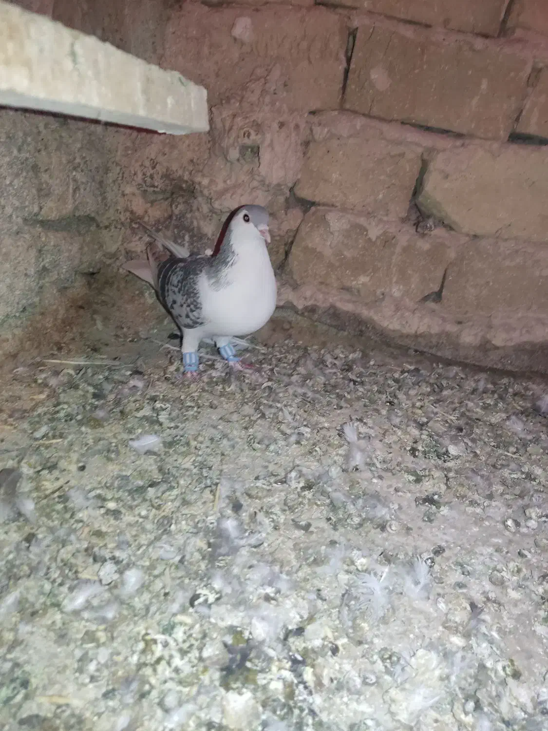 کفتر ساده|پرنده|تربت‌حیدریه, هاشمی‌نژاد|دیوار