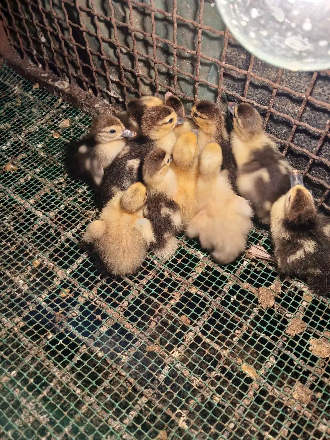 بچه غاز سه روزه  ۲۳۵بچه اردک هلندی یک هفته ۸۵|حیوانات مزرعه|کیاکلا, |دیوار