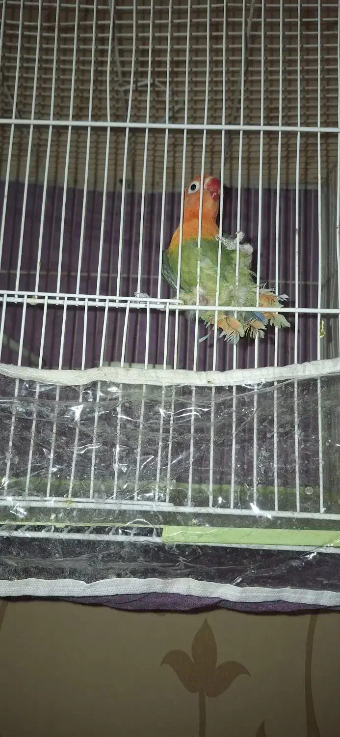 کوتوله پاربلو|پرنده|مشهد, امیر|دیوار