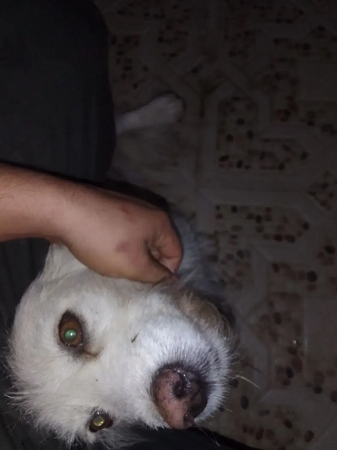 واگذاری سگ تریر فوری|سگ|یزد, |دیوار