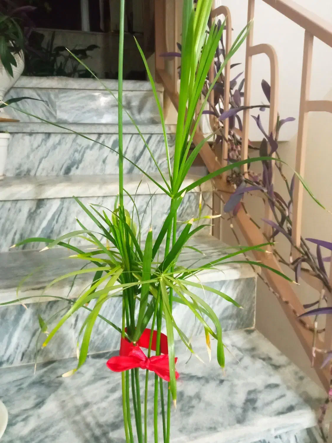 گل های زیبا و سرحال|گل و گیاه طبیعی|کرمانشاه, |دیوار