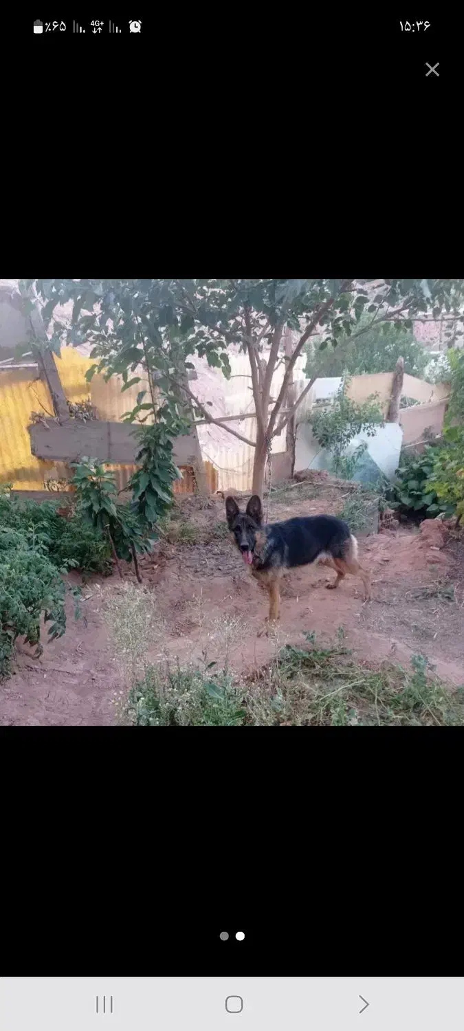 سگ ژرمن شپرد|سگ|تبریز, |دیوار