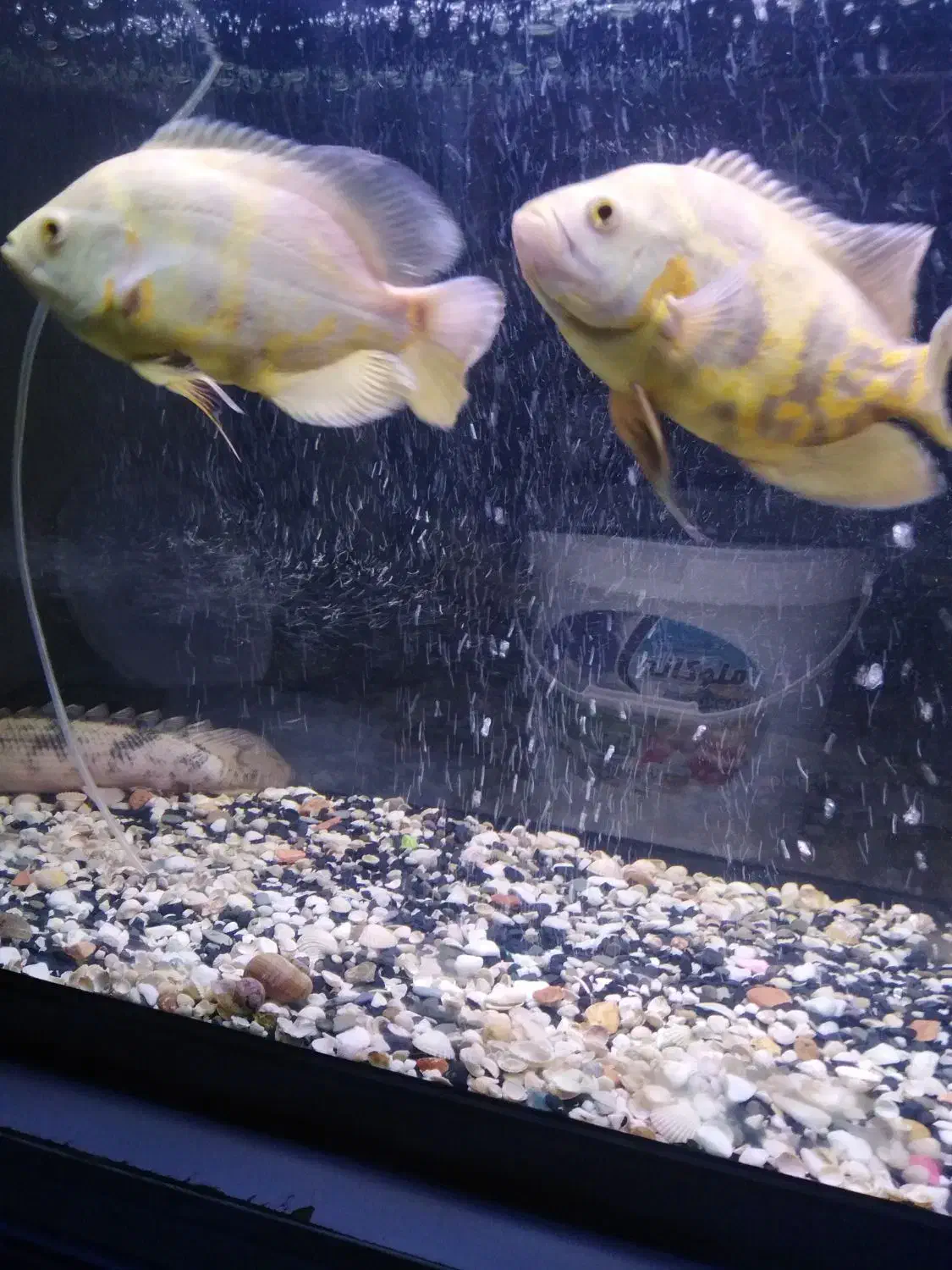 ماهی اسکار|ماهی|گرگان, |دیوار