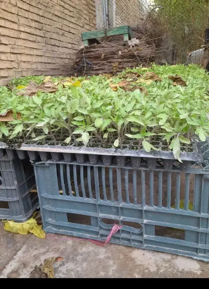 بذر گوجه|گل و گیاه طبیعی|اندیمشک, |دیوار