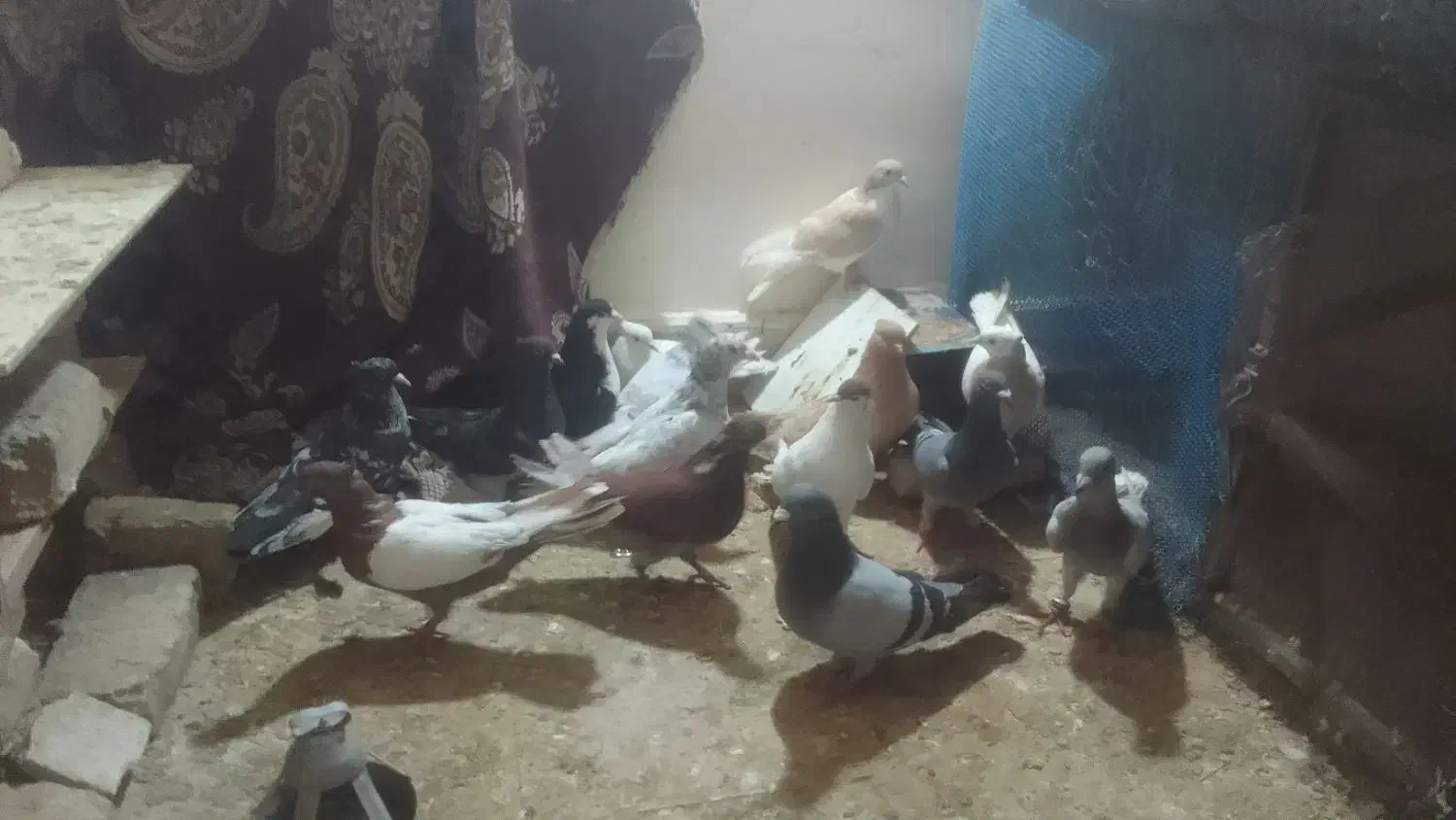 کفتر|پرنده|اسفراین, |دیوار