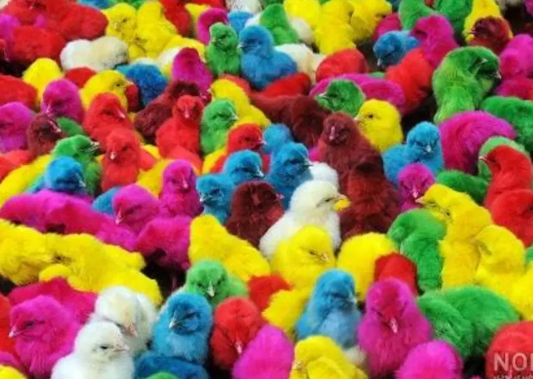 جوجه عمده و تک|حیوانات مزرعه|کرمانشاه, |دیوار