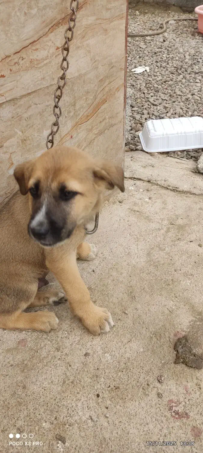 سگ پیت بول سه ماه خوشگل|سگ|صومعهسرا, |دیوار