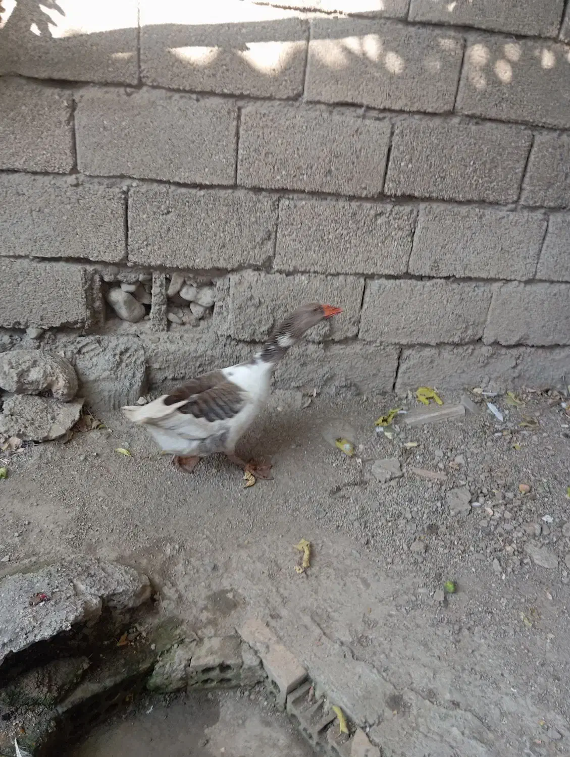 غاز نر جوانه|حیوانات مزرعه|رامیان, |دیوار