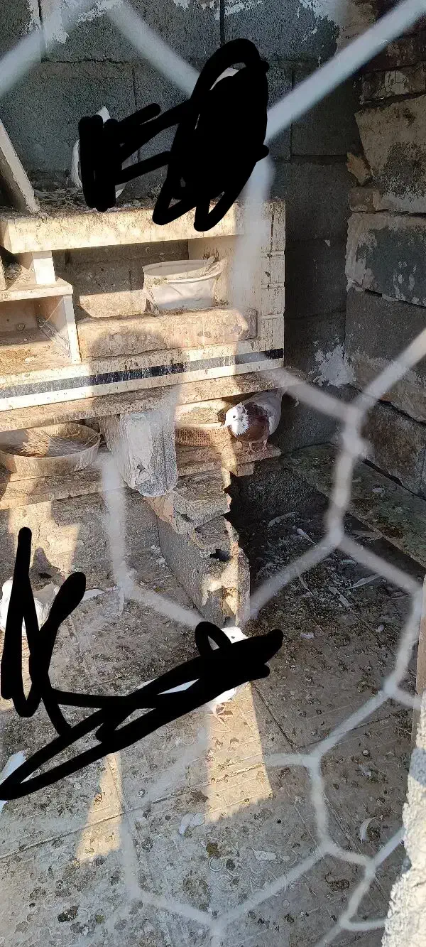 کبوتر طوقی|حراج|میاندوآب, |دیوار