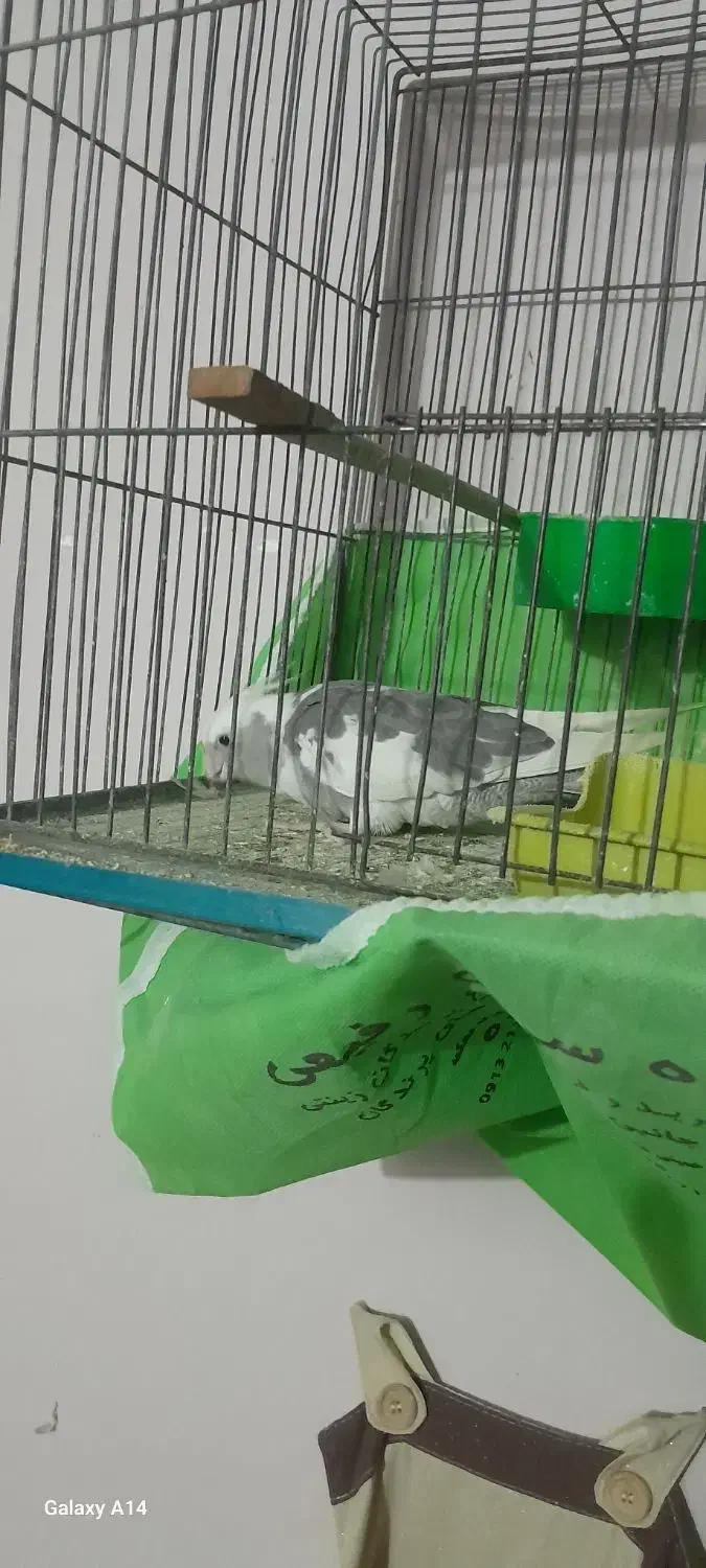 یک عددعروس هلندی با یه جفت مرغ عشق سالم سرحال|پرنده|خمینی‌شهر, |دیوار