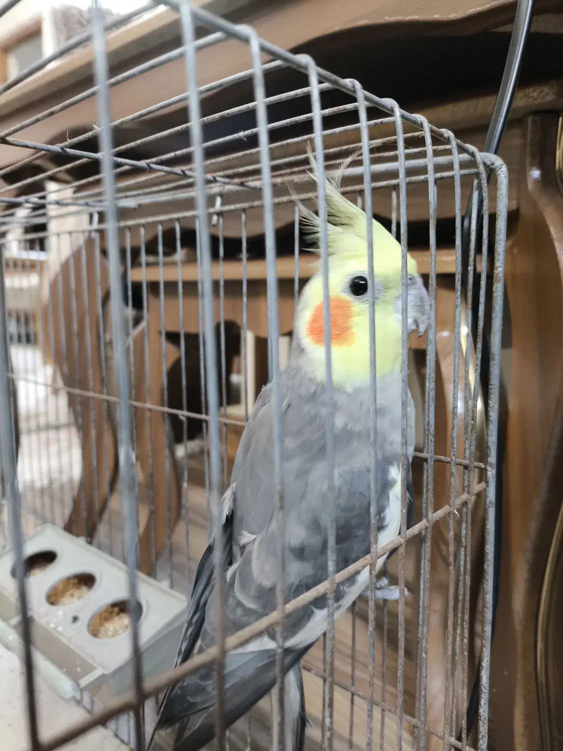 عروس هلندی|پرنده|املش, |دیوار