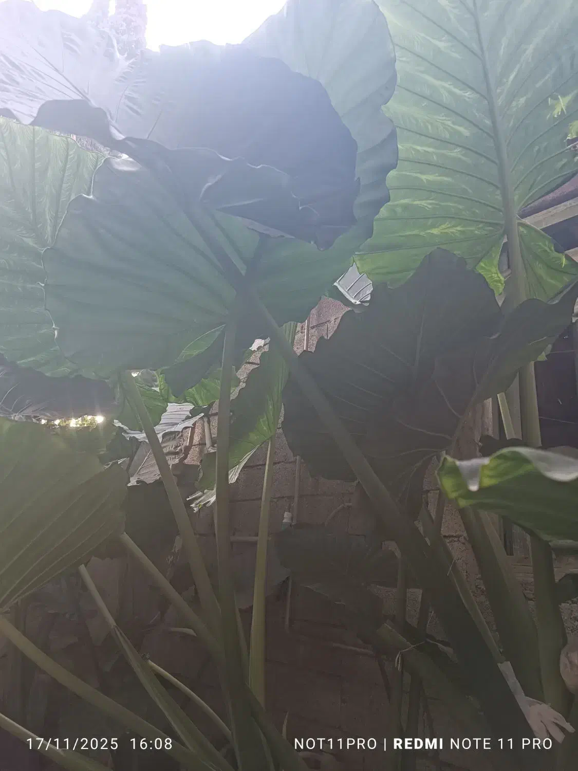 گل  بابا آدم|گل و گیاه طبیعی|آستارا, |دیوار