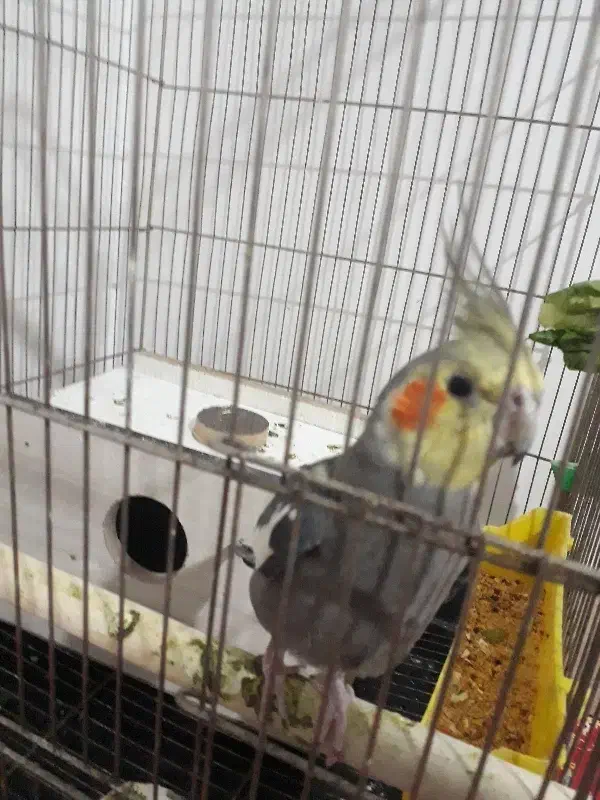 عروس هلندی سخن گو|پرنده|مرند, |دیوار