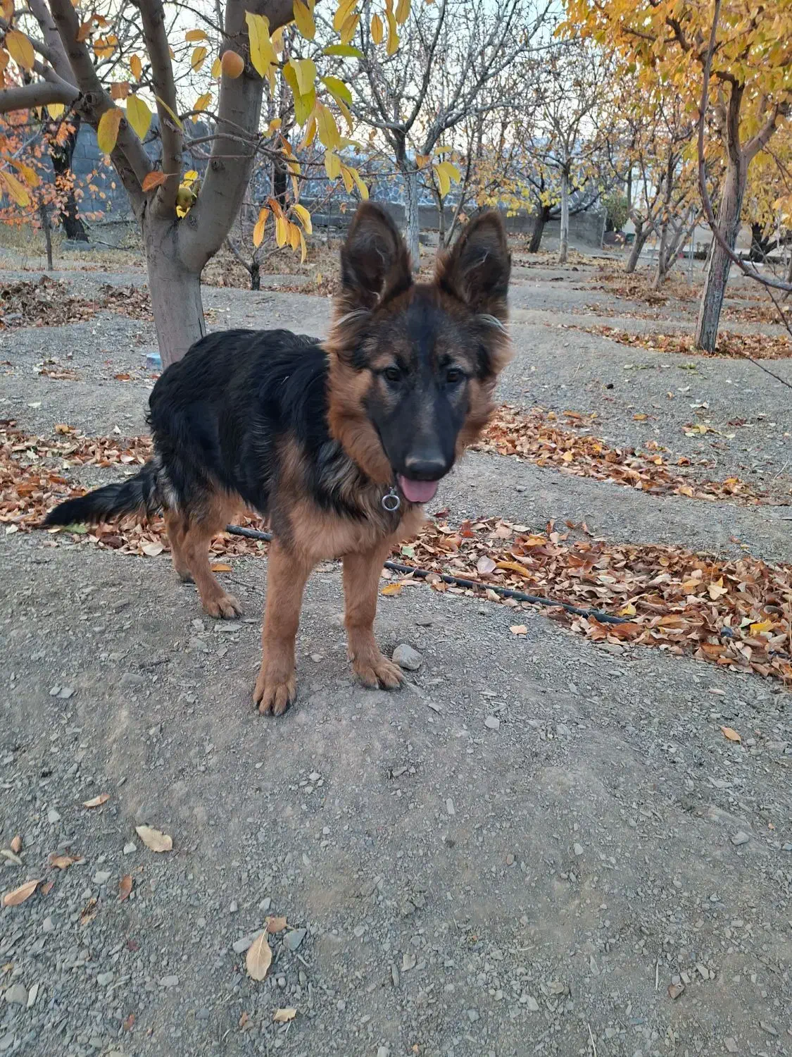 توله ژرمن ۵ ماهه درایو بالا|سگ|محلات, |دیوار