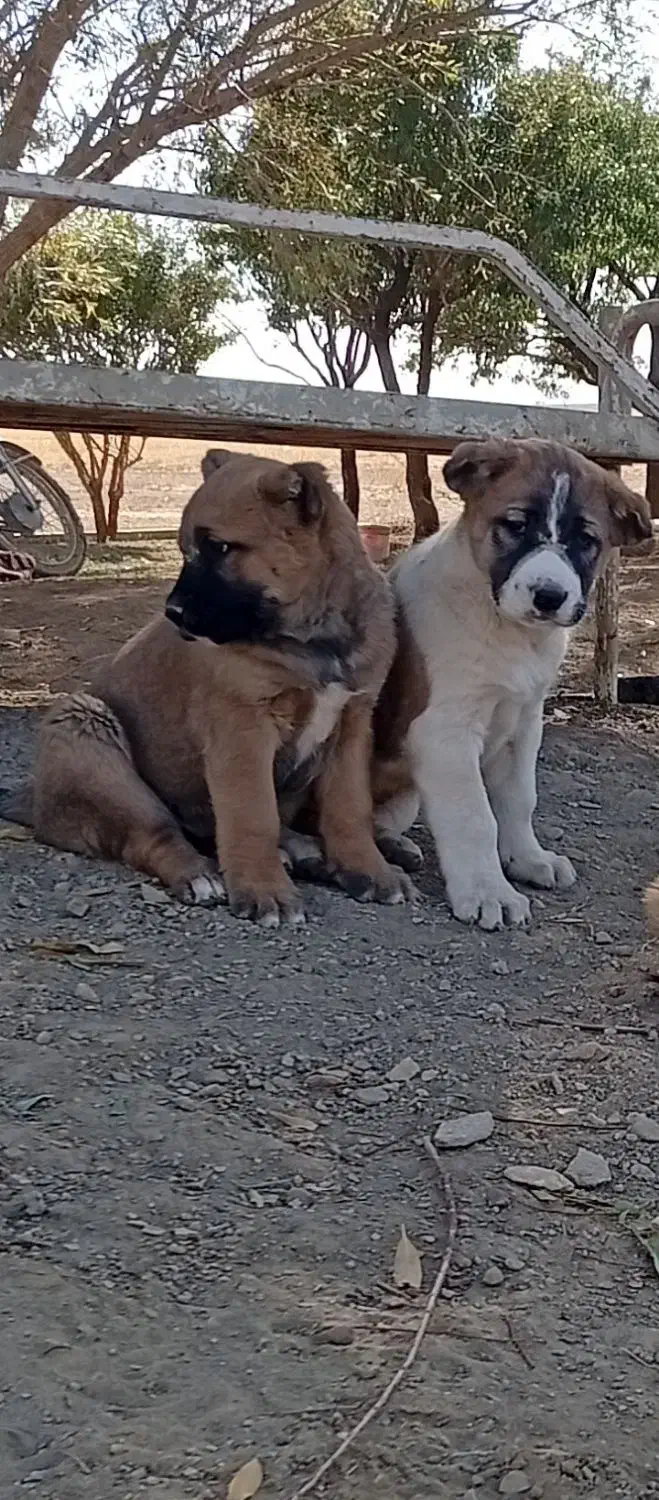 توله سراب عراقی|سگ|باقرشهر, |دیوار