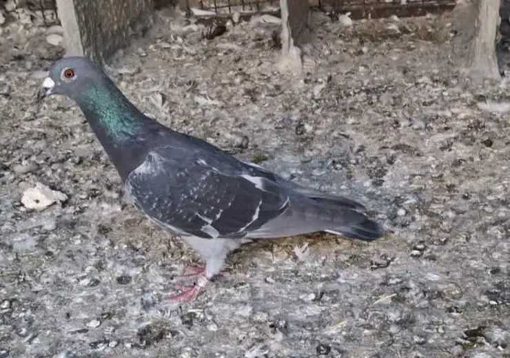 پلاکی گرفتنی|پرنده|عجب شیر, |دیوار