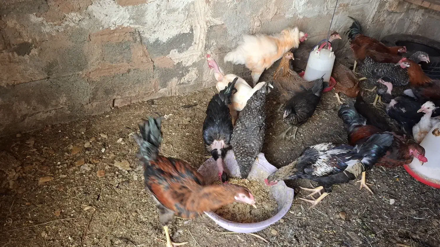 ۳عدد خروس گلین و لاری گردن گلابی|حیوانات مزرعه|شیراز, بید زرد|دیوار