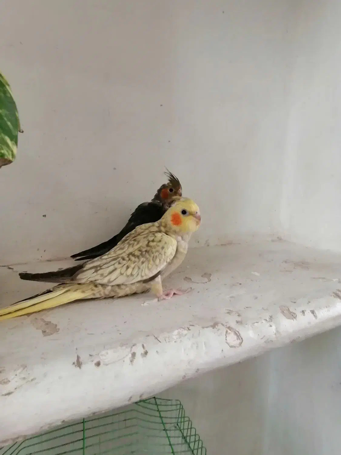 عروس هلندی دونه خور|پرنده|رفسنجان, |دیوار