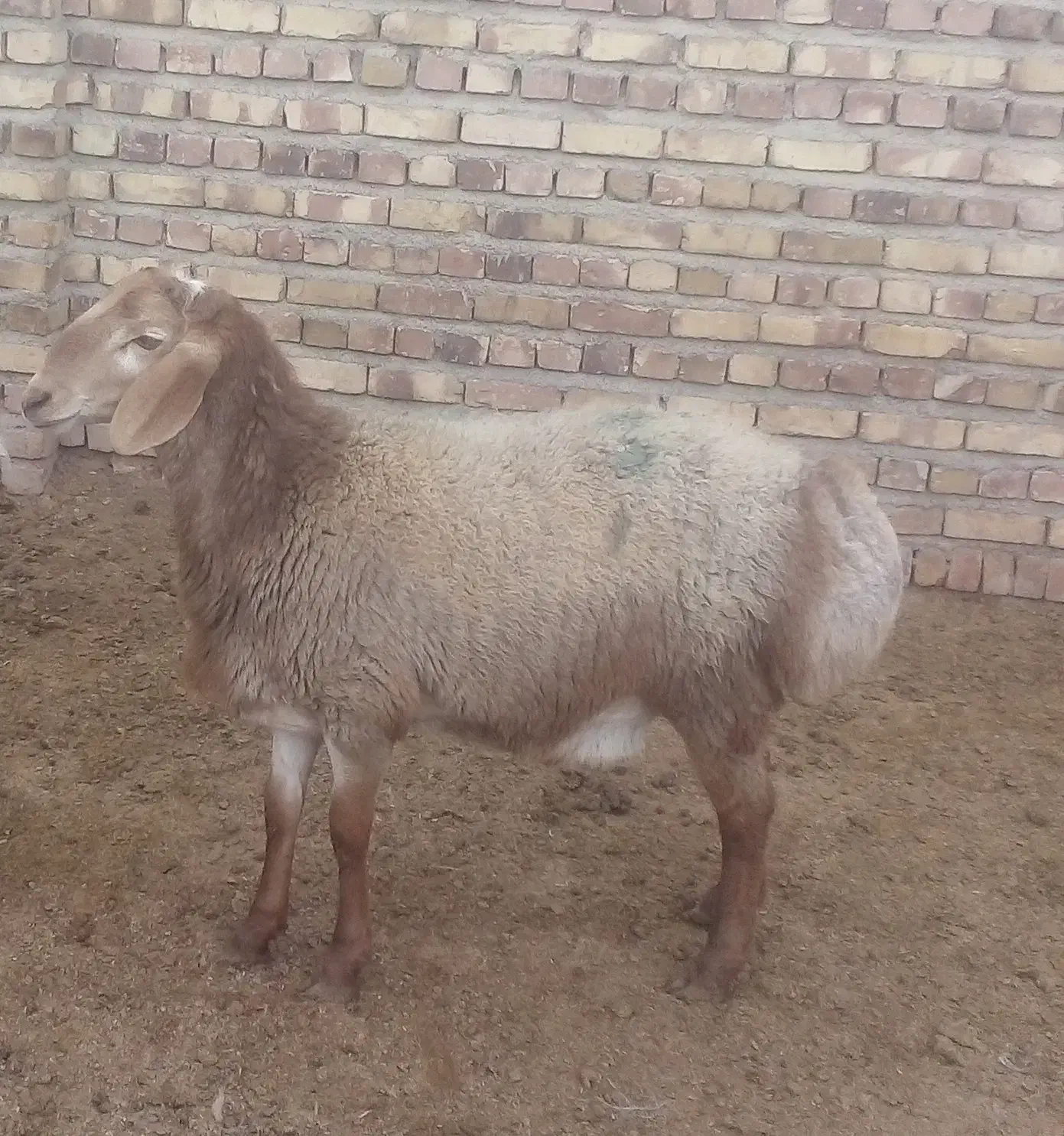 بره نر|حیوانات مزرعه|تربت جام, والفجر|دیوار