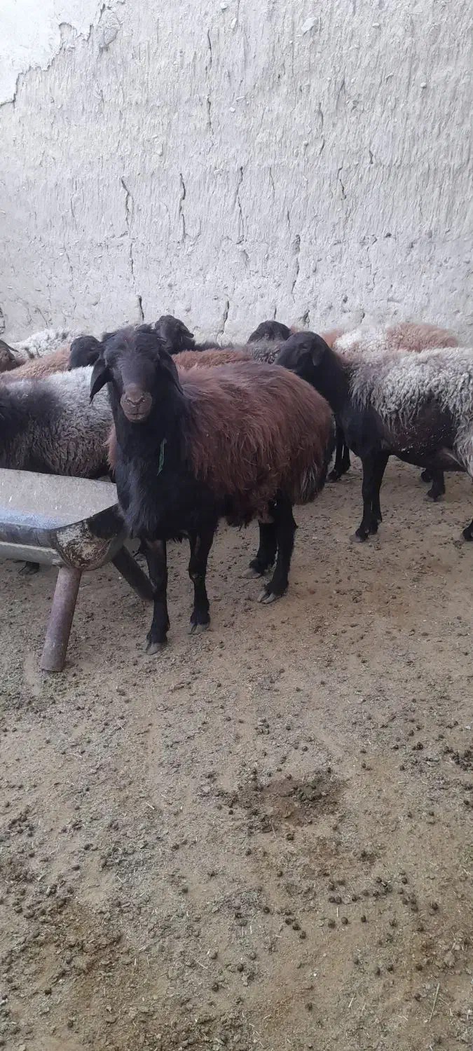 قوچ افشاری|حیوانات مزرعه|نیشابور, ماروسک|دیوار