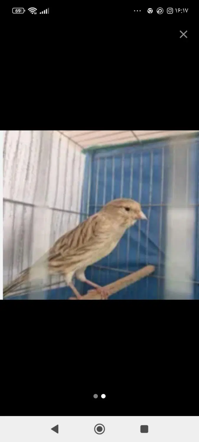 پرندگان|پرنده|الیگودرز, |دیوار