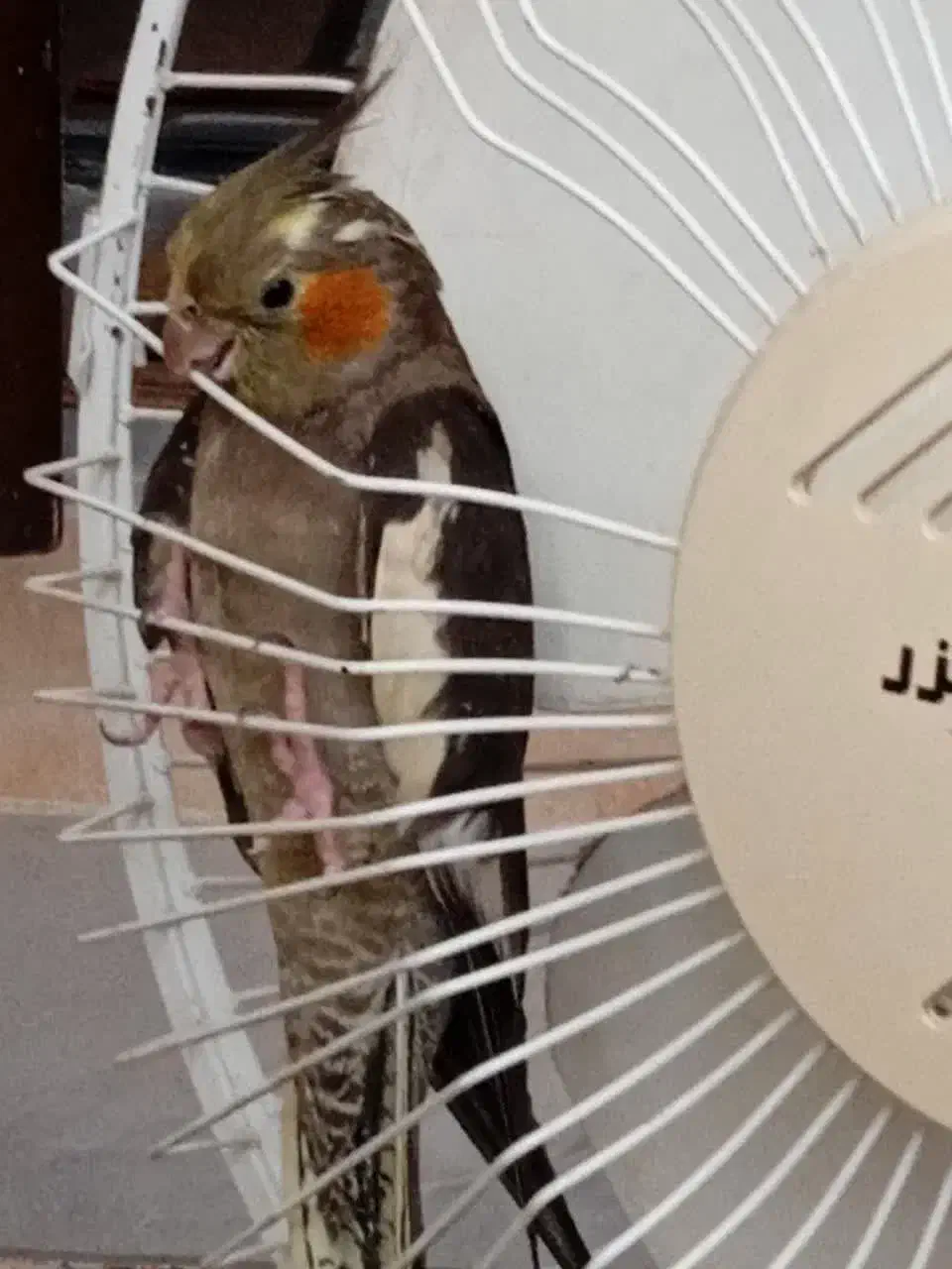 گمشده|حیوانات|بیرجند, |دیوار