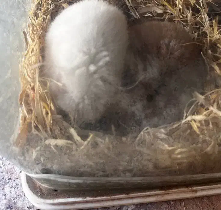 همستر های سوری ماده|موش و خرگوش|قم, شهرک قدس|دیوار