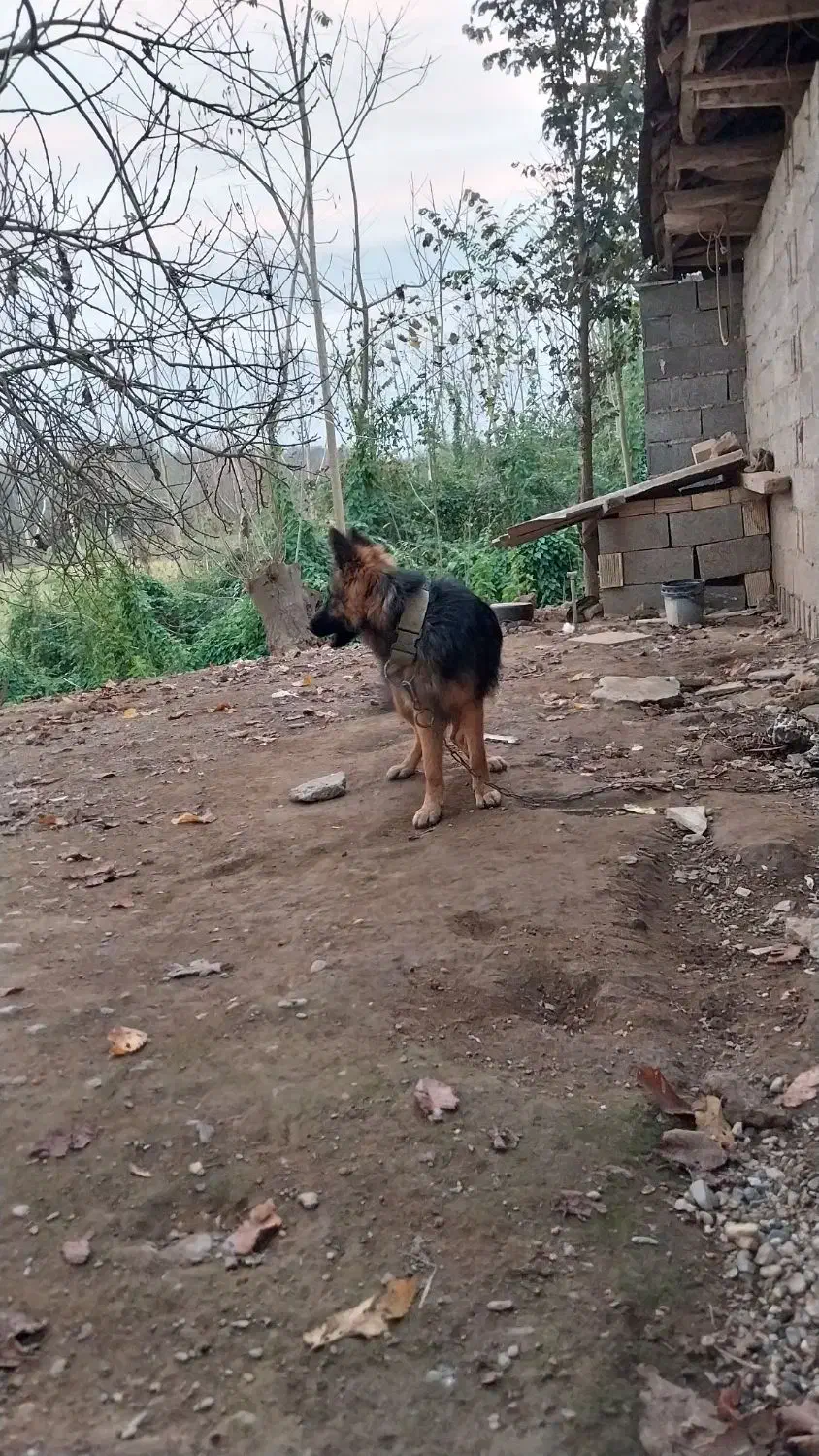 حیوانات|سگ|تولم شهر, |دیوار