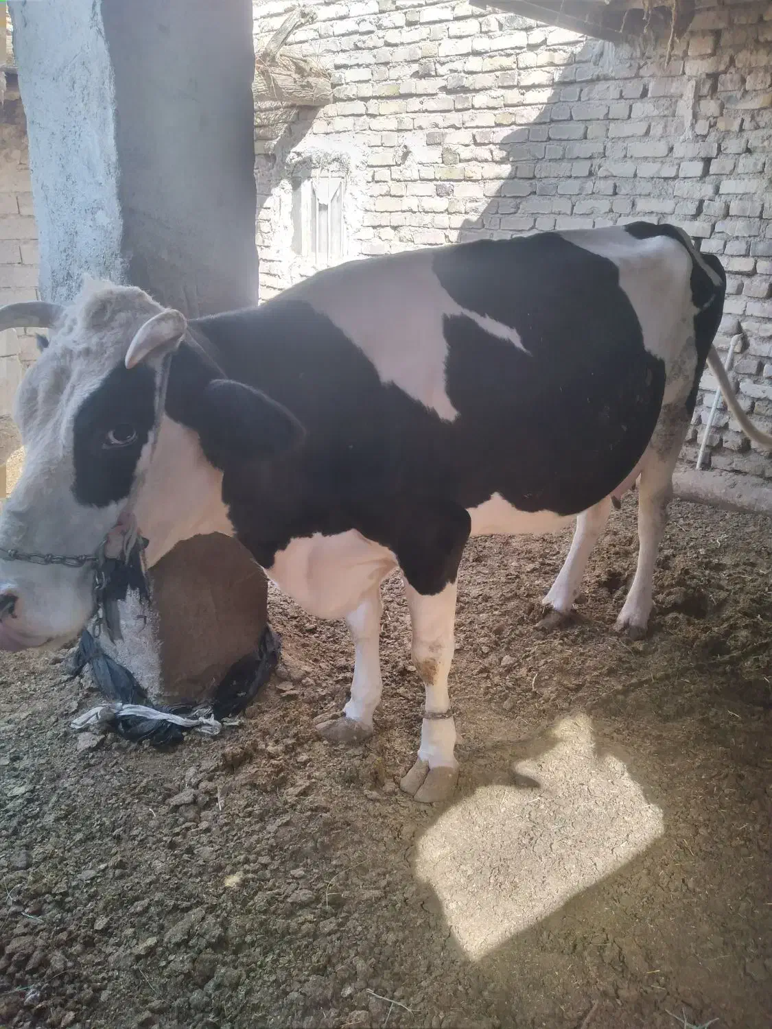 گاو|حیوانات مزرعه|زابل, |دیوار