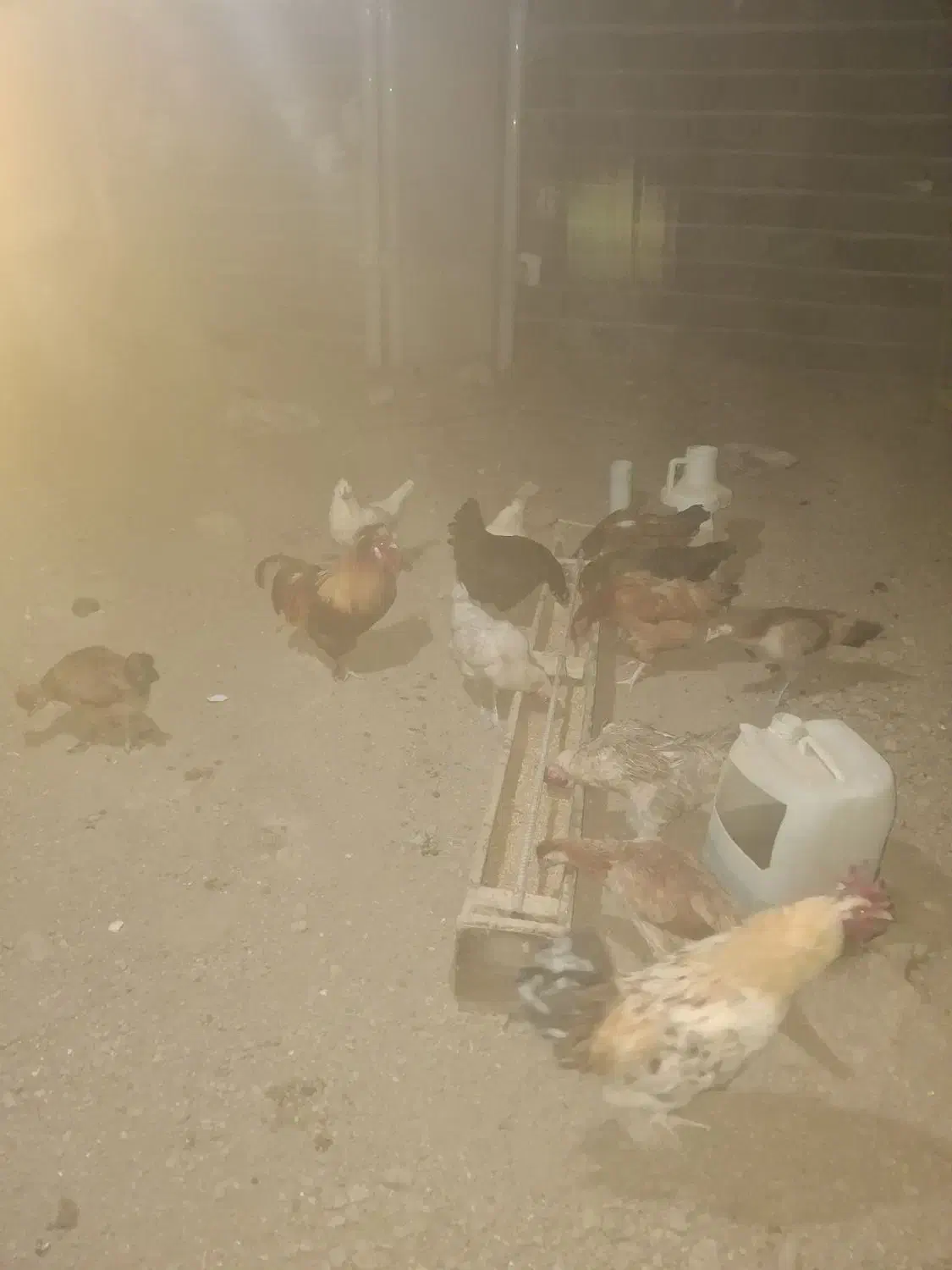 فروش به تعداد مرغ وخروس محلی دونه ای ۴۰۰|حیوانات مزرعه|اشتهارد, |دیوار