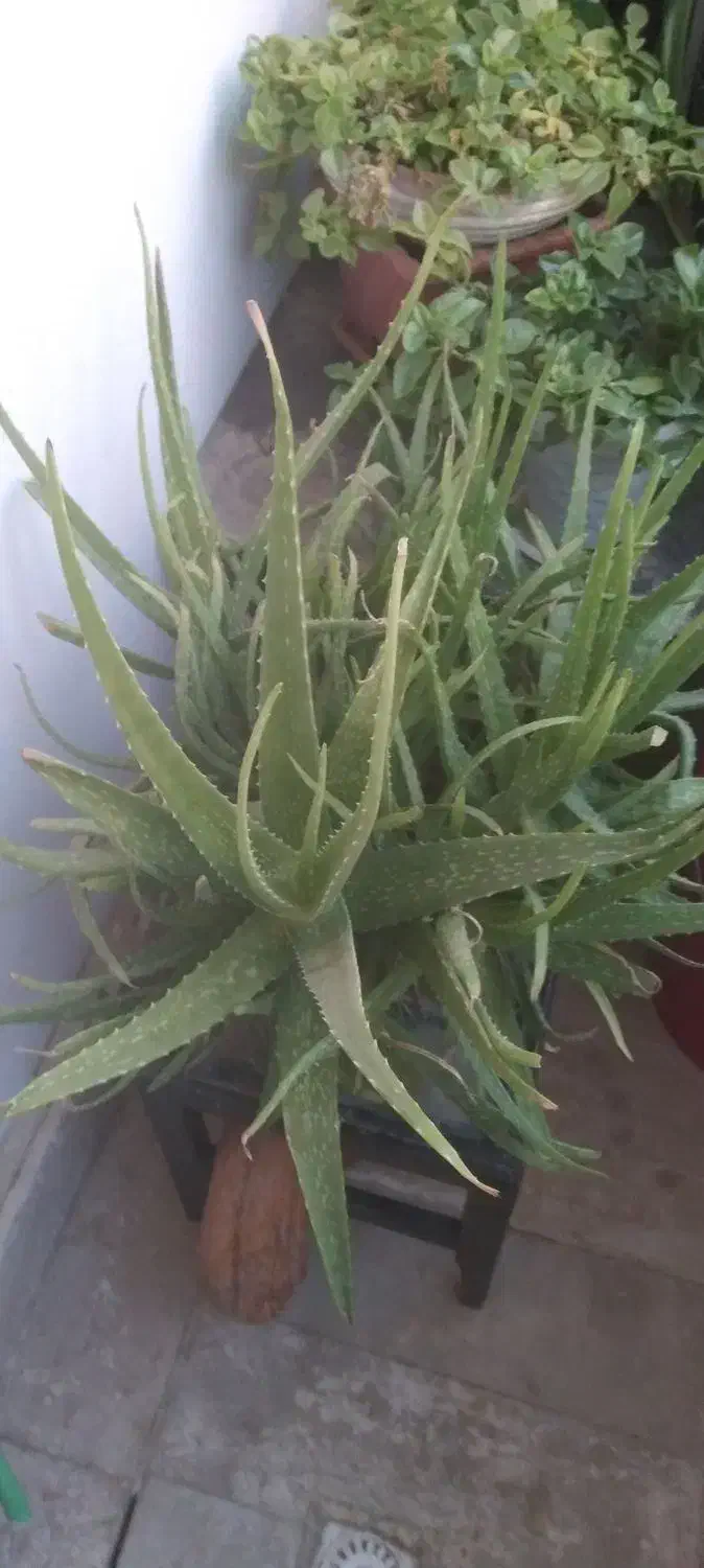 آلوورا شاداب|گل و گیاه طبیعی|محمدشهر, شهرک پیام (مهرالبرز)|دیوار