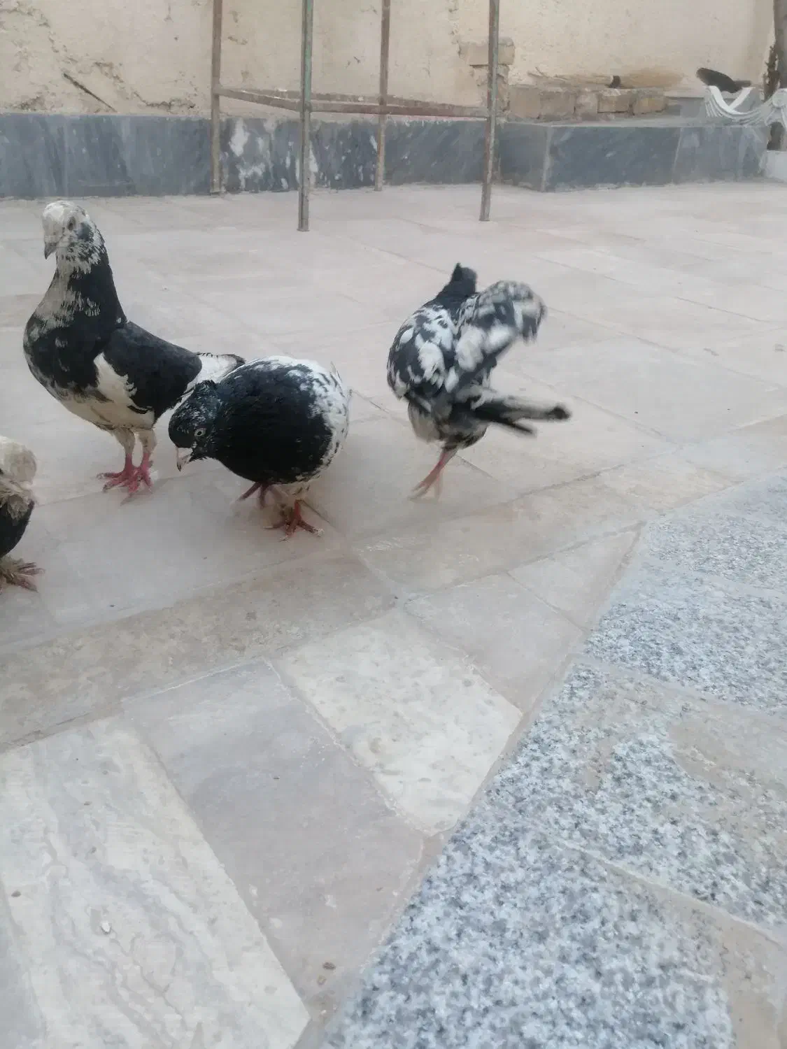 کبوتر|حیوانات|خوسف, |دیوار