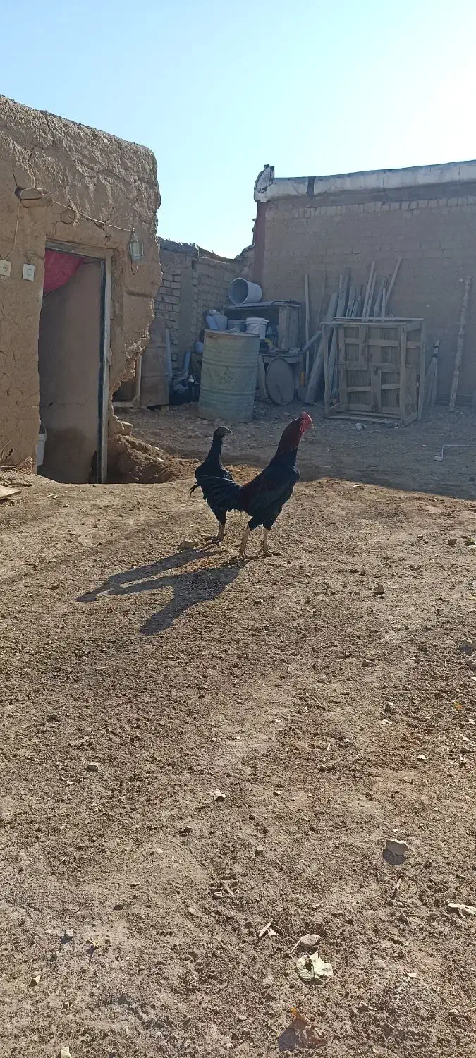 مرغ و خروس لاری|حیوانات مزرعه|میلاجرد, |دیوار