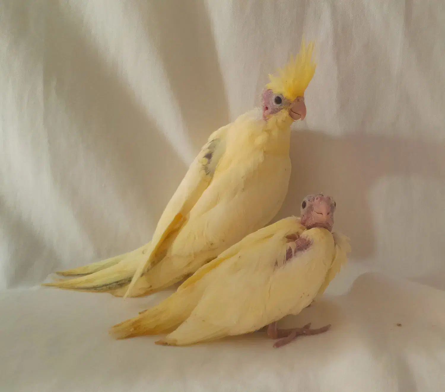 عروس هلندیدوکت|پرنده|آذرشهر, |دیوار