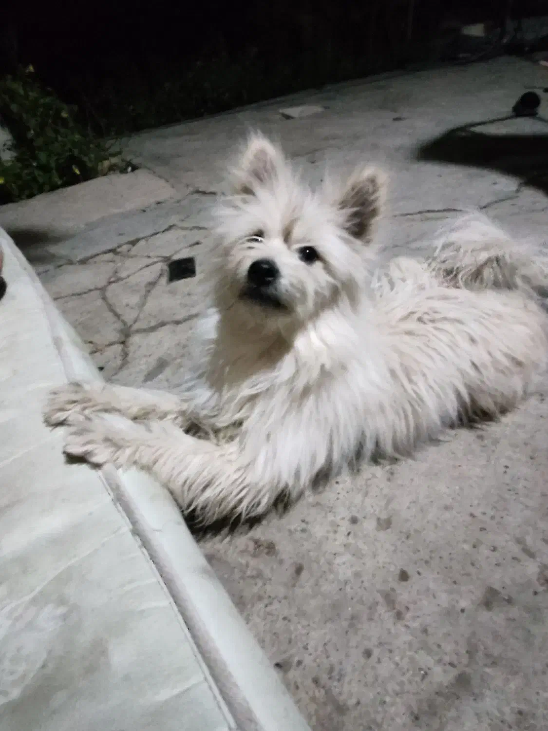 سگ پامرین|سگ|محمدشهر, محمدشهر|دیوار