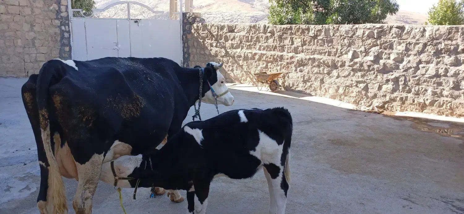 گاو گوساله|حیوانات مزرعه|کوهنانی, |دیوار