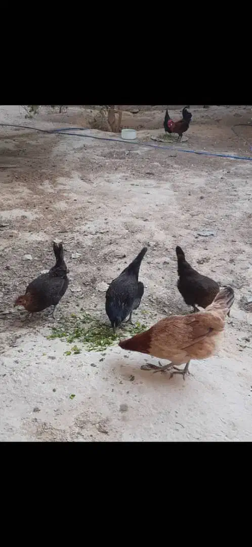 مرغ و خروس محلی اصل|حیوانات مزرعه|برازجان, |دیوار