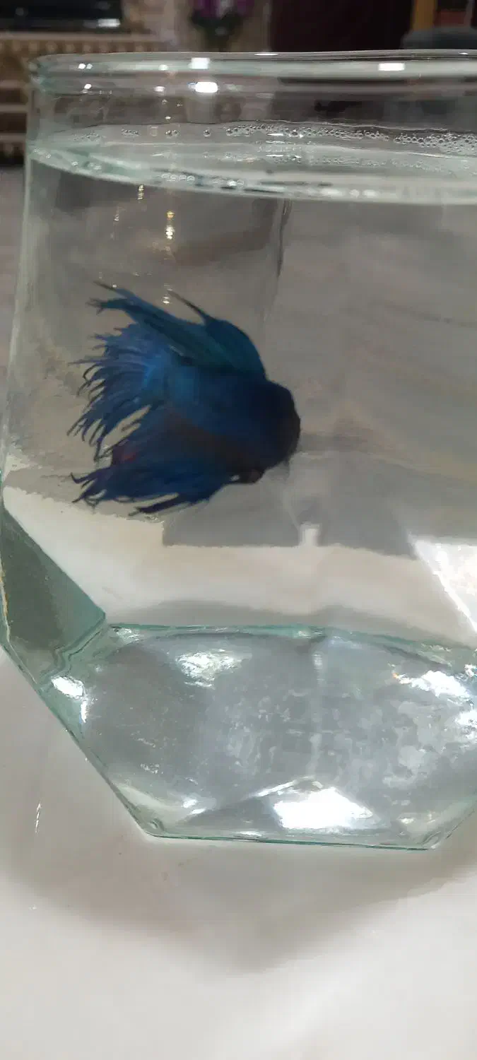 ماهی فایتر|ماهی|سنندج, |دیوار