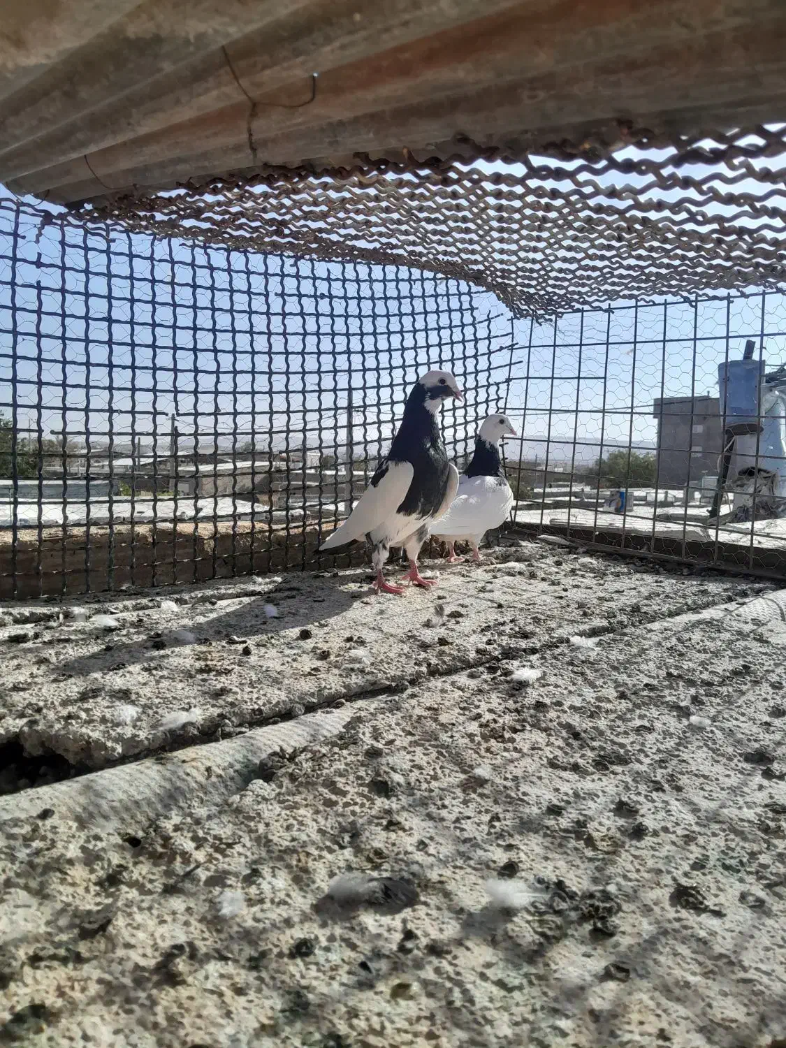 اسباب بازی|اسباببازی بچه|تربتحیدریه, مسجد جامع|دیوار