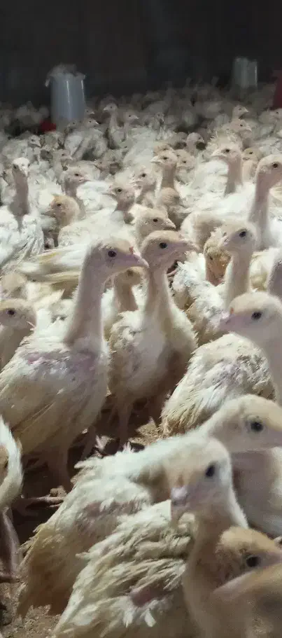 نیمچه|حیوانات مزرعه|فیروزه, |دیوار