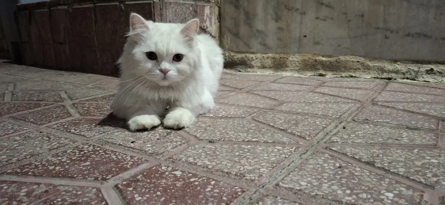 واگذاری گربه پرشین|گربه|مریوان, |دیوار