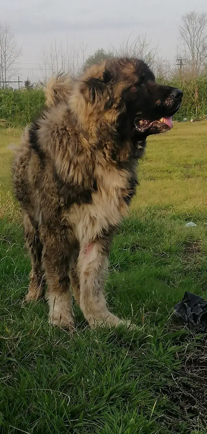 واگذاری حیوان خانگی|سگ|لنگرود, |دیوار