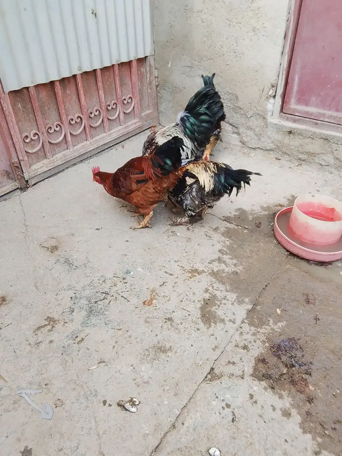 خروس فروشی گلین ومحلی|حیوانات مزرعه|کنگاور, |دیوار