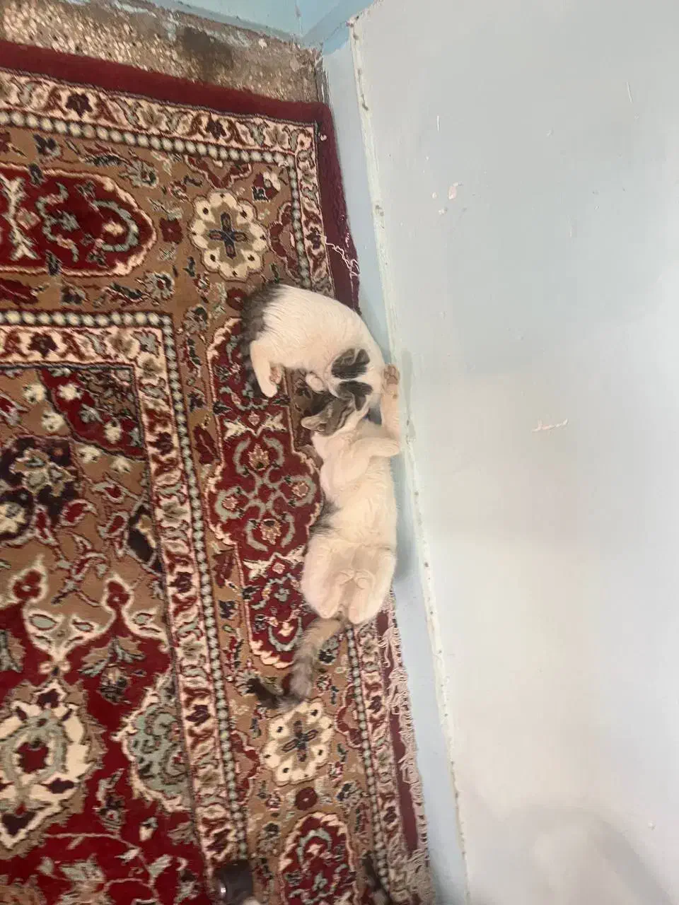 واگذاری رایگان بچه گربه خونگی|گربه|بیرجند, |دیوار