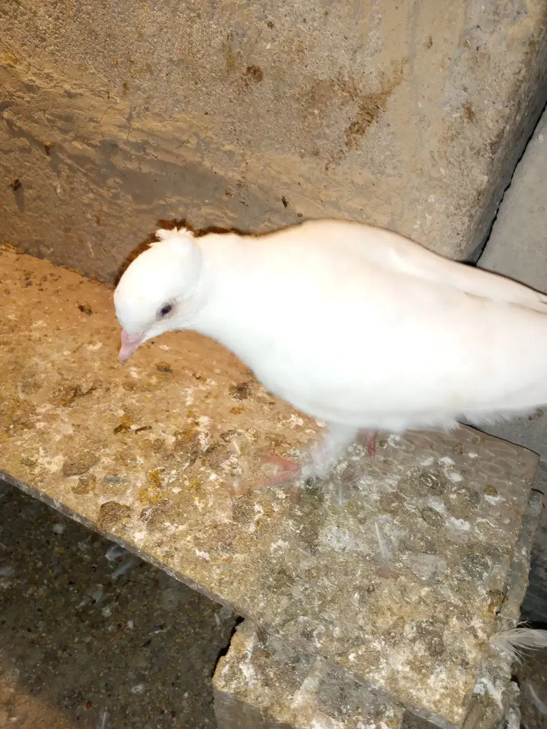 سه عدد کبوتر ۵۰۰|پرنده|میناب, |دیوار