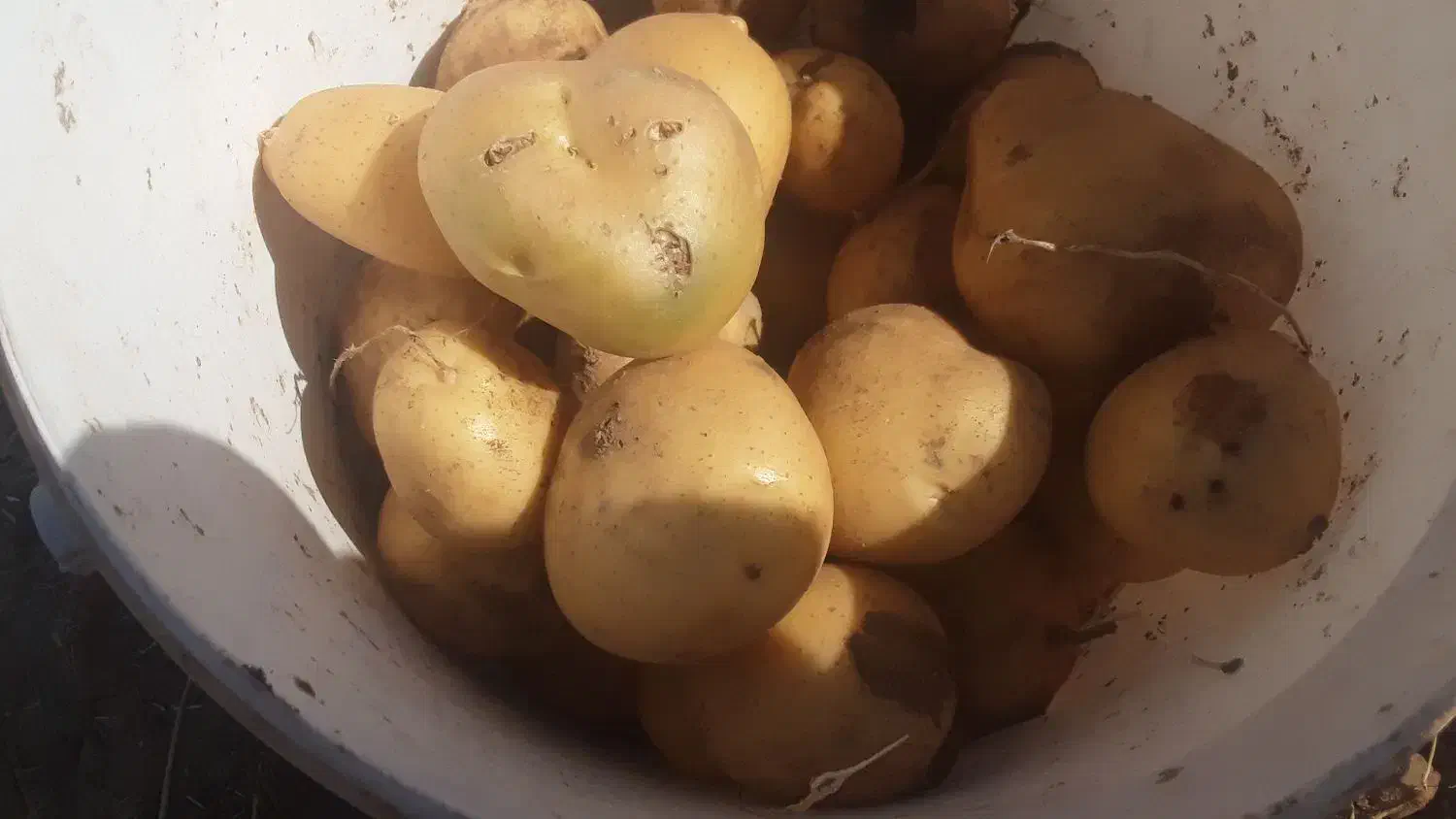 سیب زمینی محلی درجه یک|عمده‌فروشی|قره چای, |دیوار